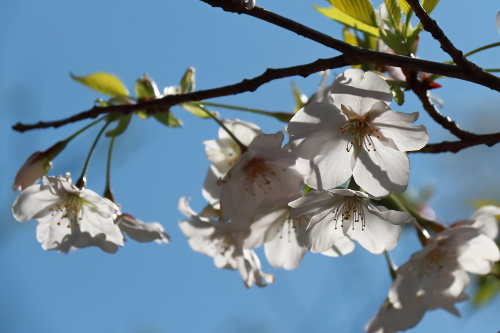 オオシマザクラ？２