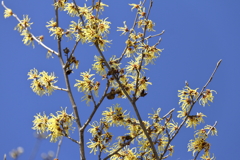 植物園から「マンサク」２