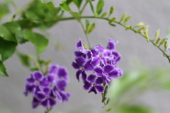 デュランタタカラヅカ１