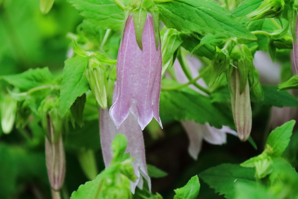 花散歩ホタルブクロ２