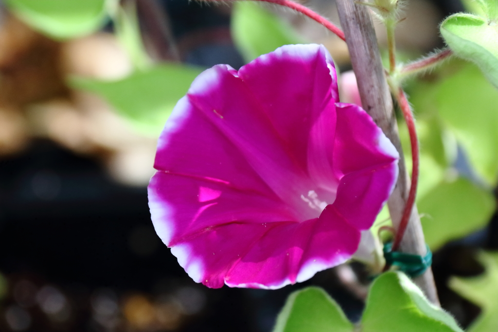 花散歩朝顔２