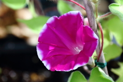 花散歩朝顔２