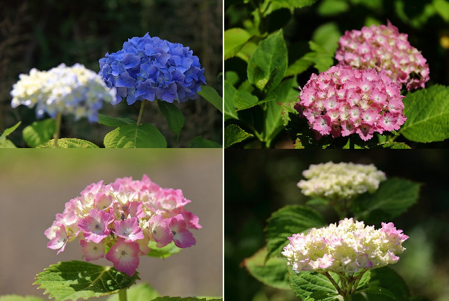 里山散歩紫陽花