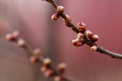 蕾、目覚めなさい　寒緋桜