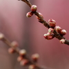 蕾、目覚めなさい　寒緋桜
