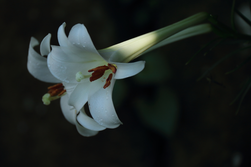 タカサゴユリ３