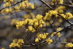 春、植物園10サンシュウ