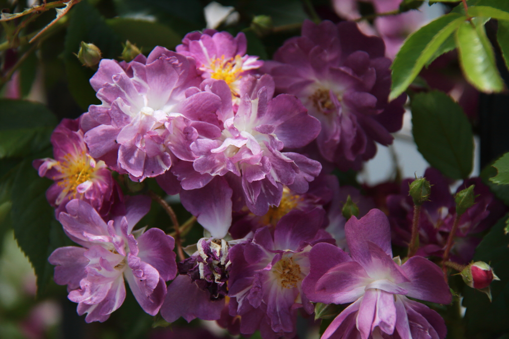 ヨコハマローズウィーク　ブルーランブラー２