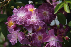 ヨコハマローズウィーク　ブルーランブラー２