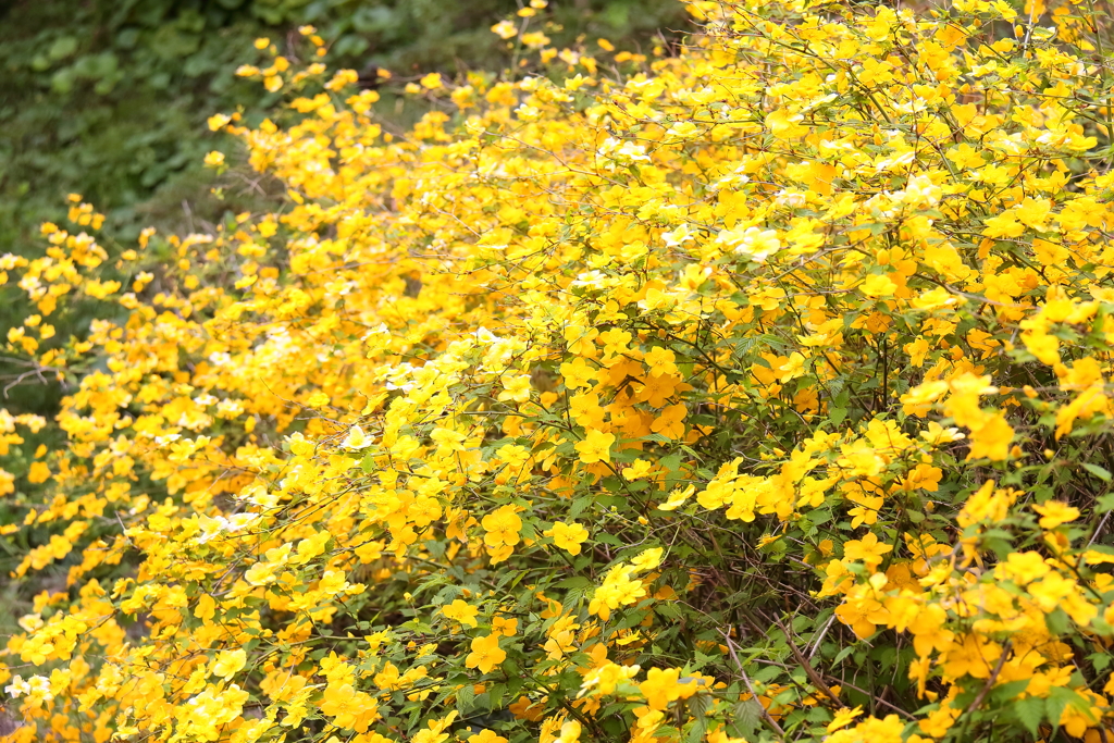 花散歩やまぶき２
