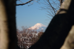 樹の向こう