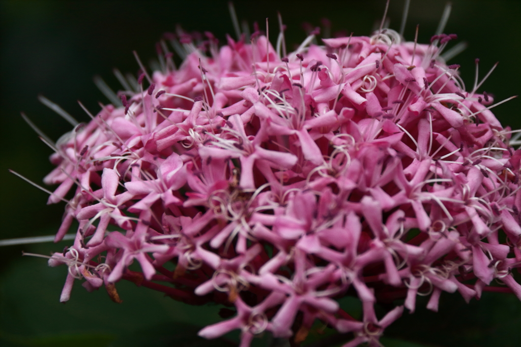 アマギノクサギ１