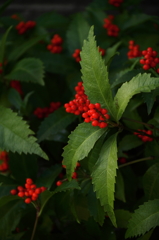 千両紅く