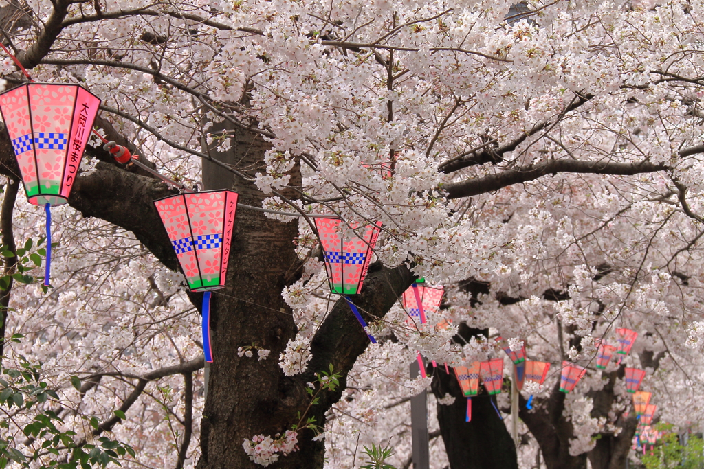 桜まつり終わる