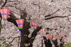 桜まつり終わる