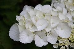 花散歩あじさい白２