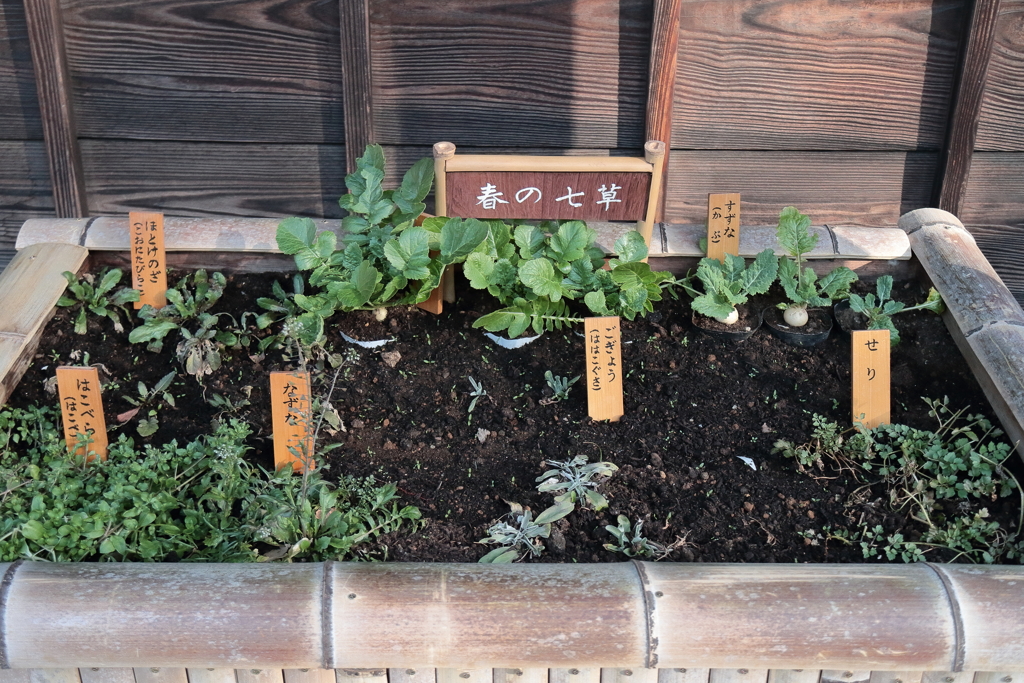 春の七草