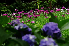 あじさい越しに