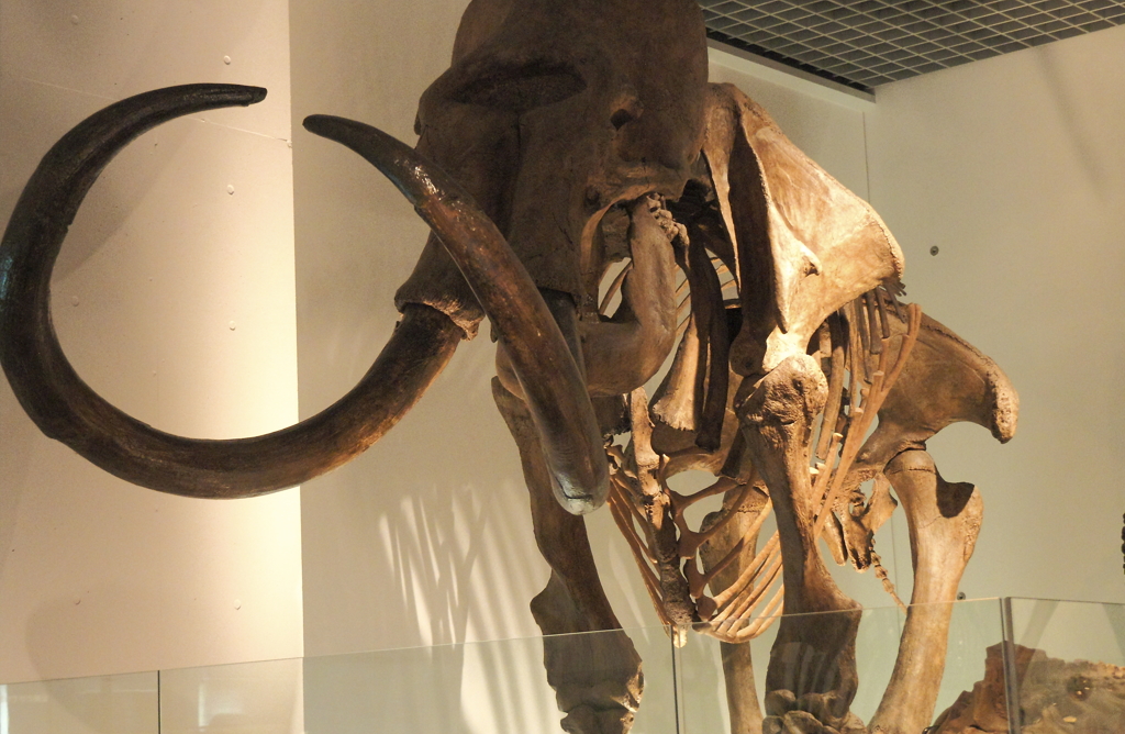 国立科学博物館の恐竜達6