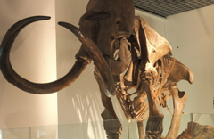 国立科学博物館の恐竜達6
