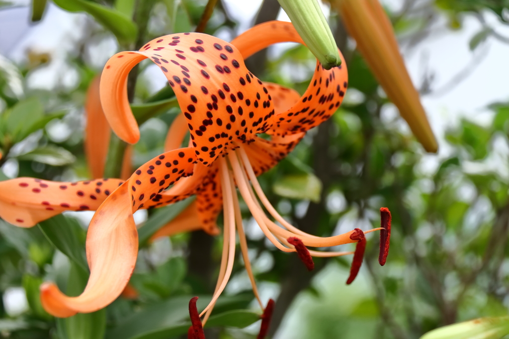 オニユリ開花２