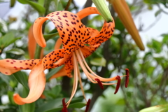 オニユリ開花２