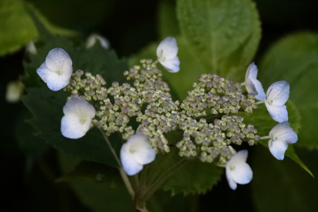 花散歩あじさい開花３