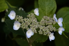花散歩あじさい開花３