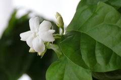 花散歩ジャスミン２