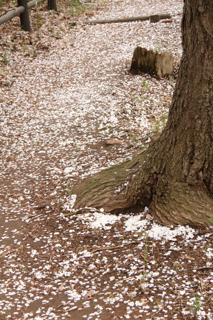 鹿の子模様の散歩道