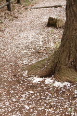 鹿の子模様の散歩道