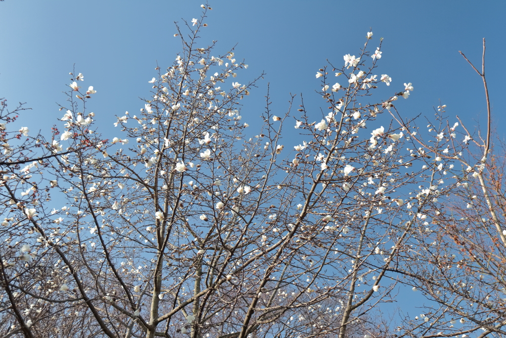 花散歩コブシ１