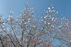 花散歩コブシ1