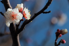 白梅ほころぶ頃４