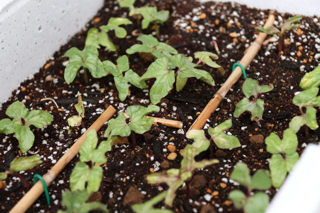 変化朝顔育苗１