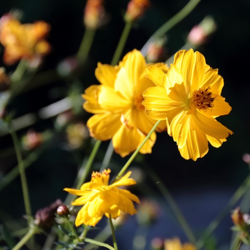 花散歩キバナコスモス