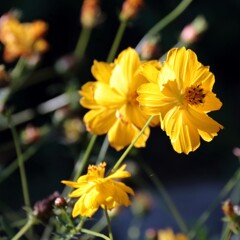 花散歩キバナコスモス