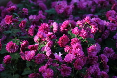 小菊残照1