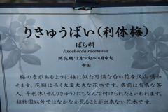 植物園から「利休梅」４
