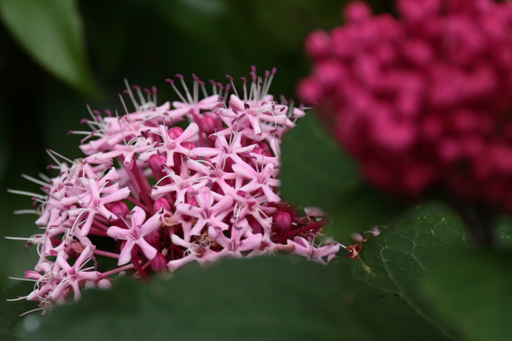 アマギノクサギ２