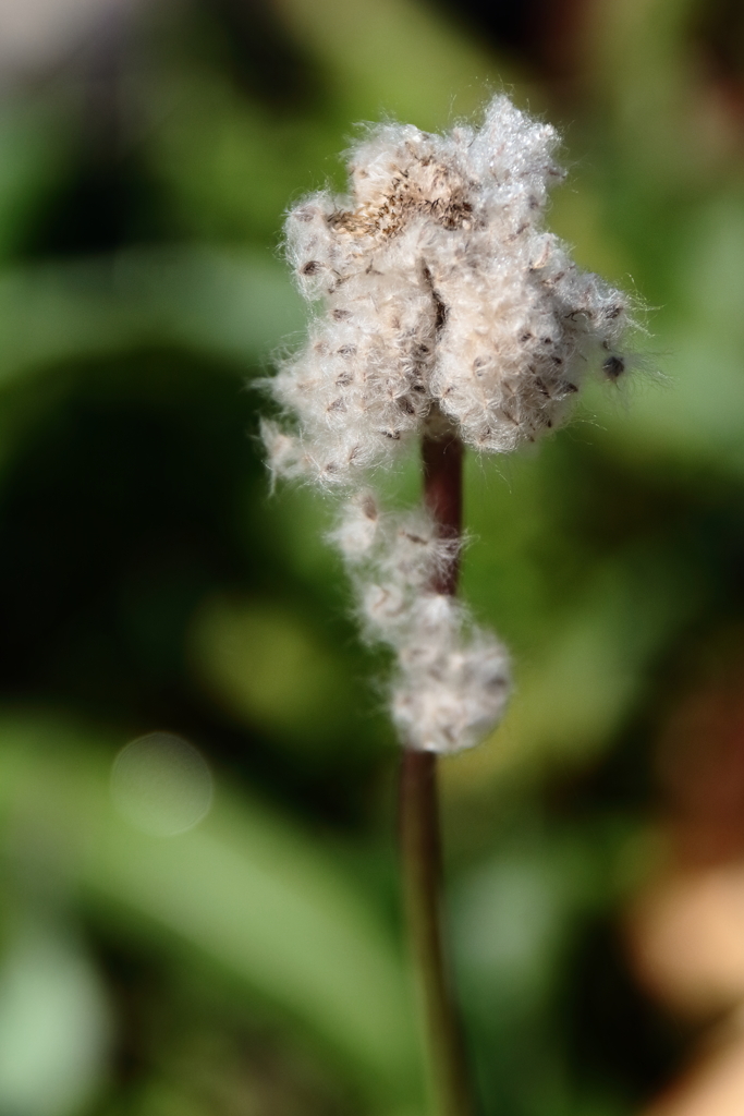 花散歩ポピー花後２