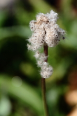 花散歩ポピー花後２