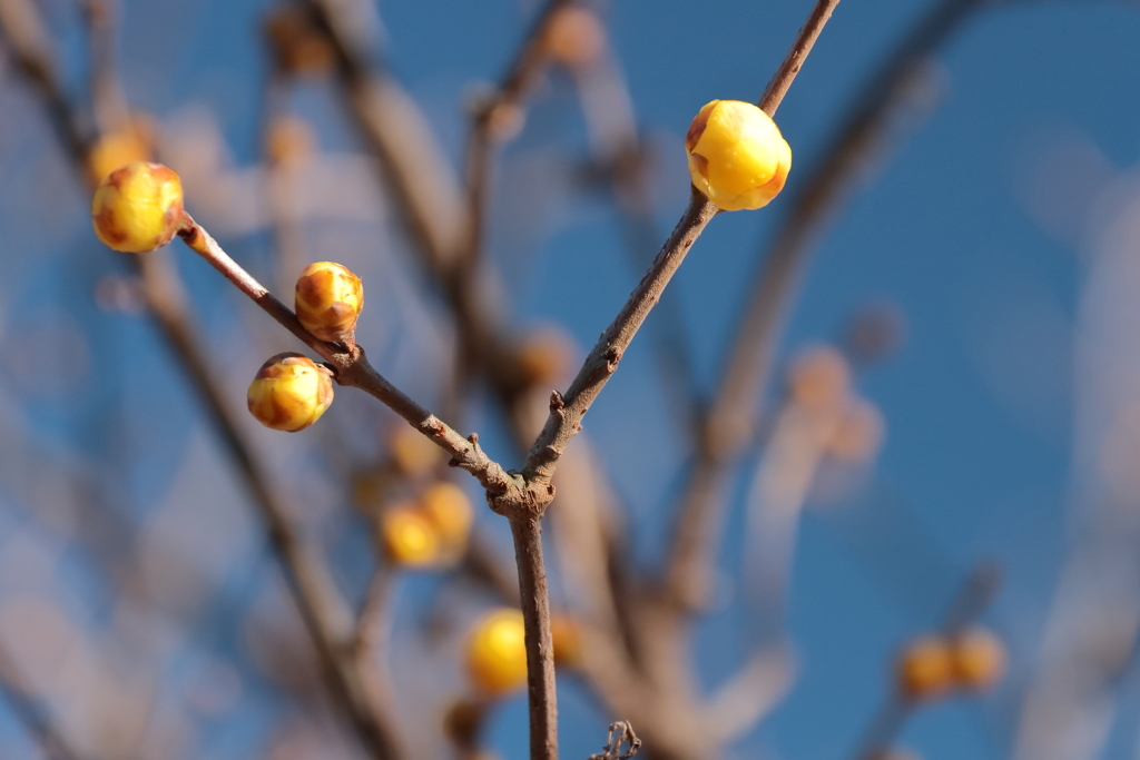 蝋梅間もなく２