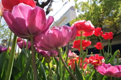 チューリップ点描８