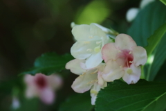 花散歩ハコネウツギ1