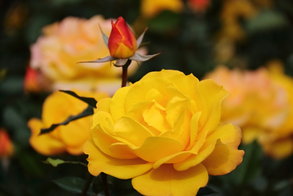 ゴールドマりー’８４