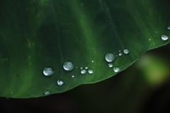 雨の忘れ物