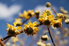 やっと開花の三椏３
