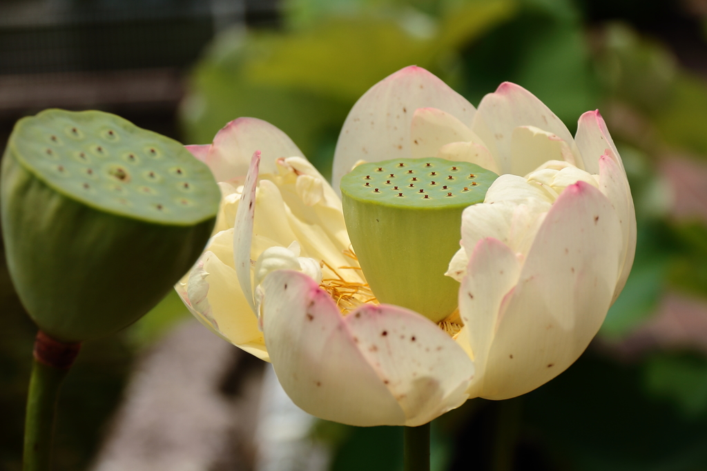 短くも美しく２