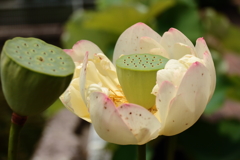 短くも美しく２